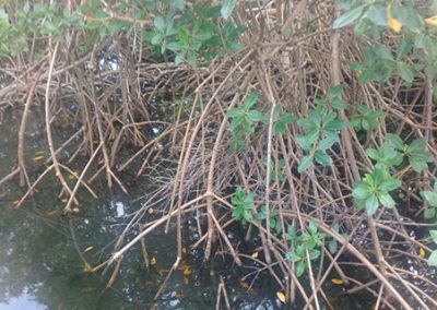 Appel à manifestations d’intérêt surveillance de la biodiversité en outre-mer