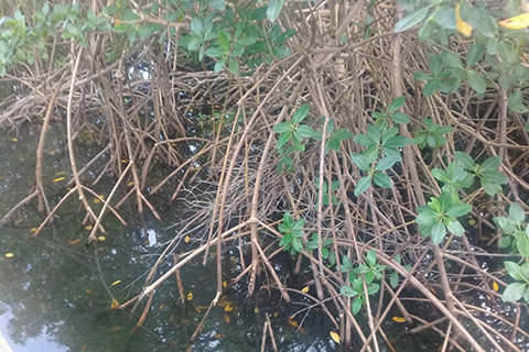 Appel à manifestations d’intérêt surveillance  de la biodiversité en outre-mer